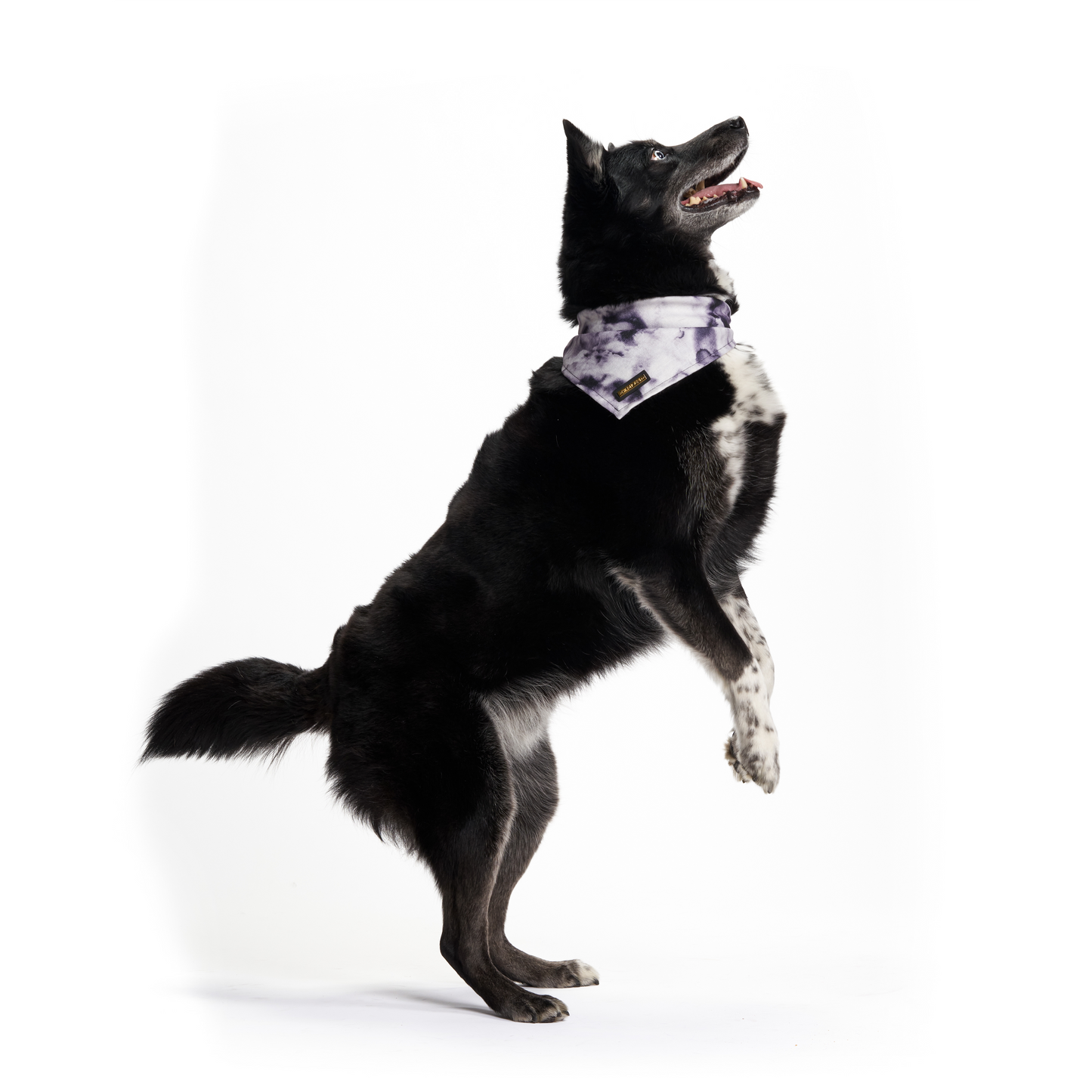 Purple Haze | Dog Bandana