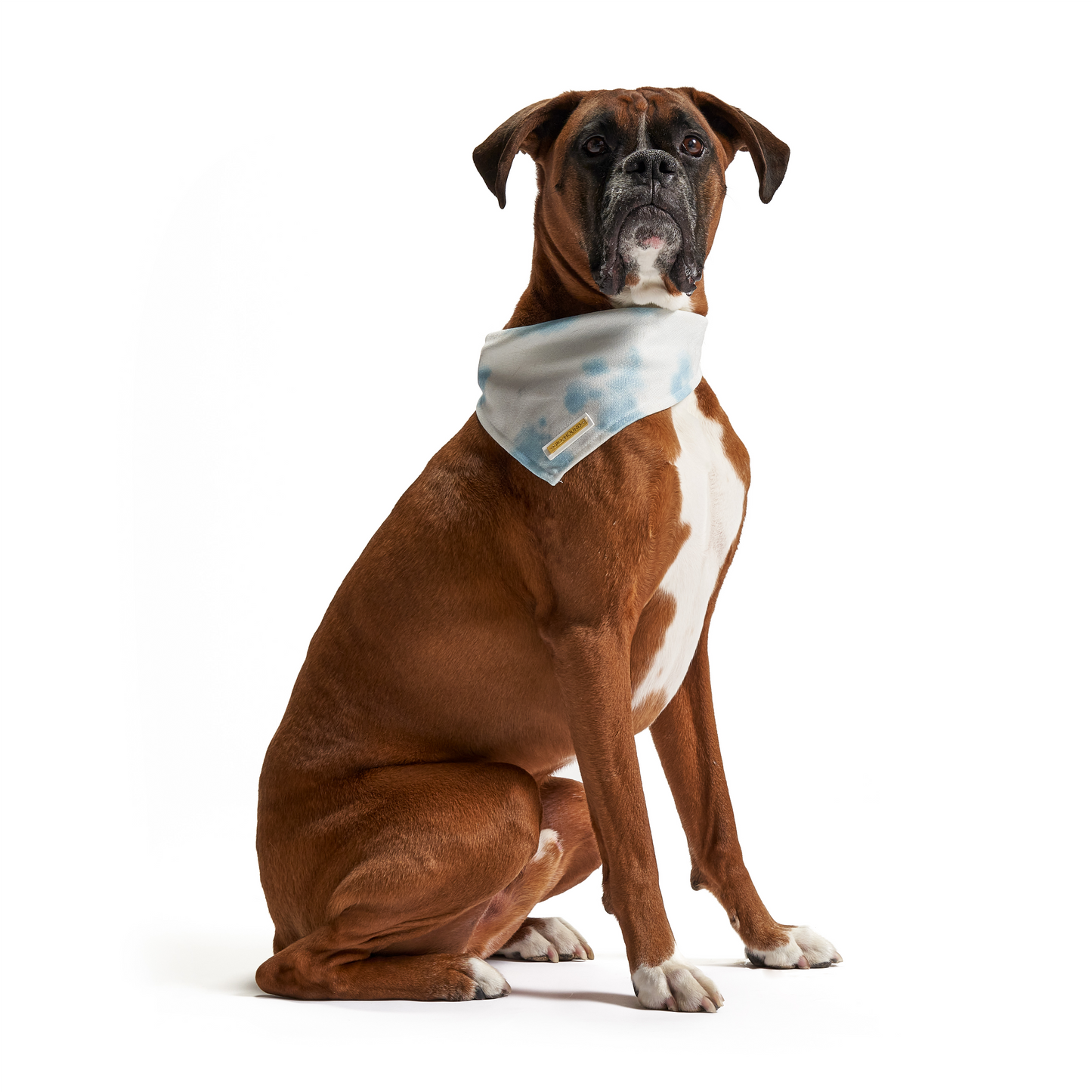 Daydream | Dog Bandana