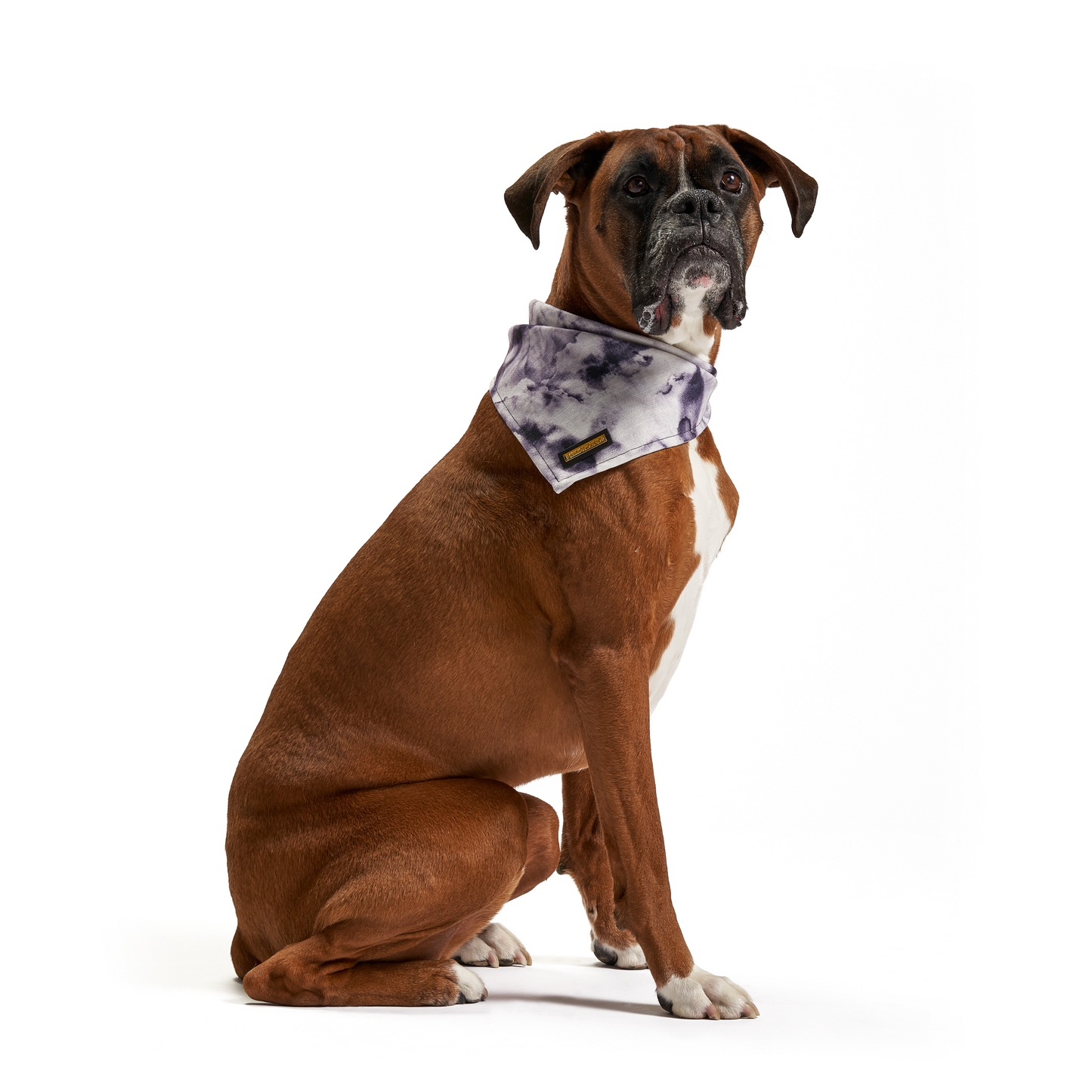 Purple Haze | Dog Bandana