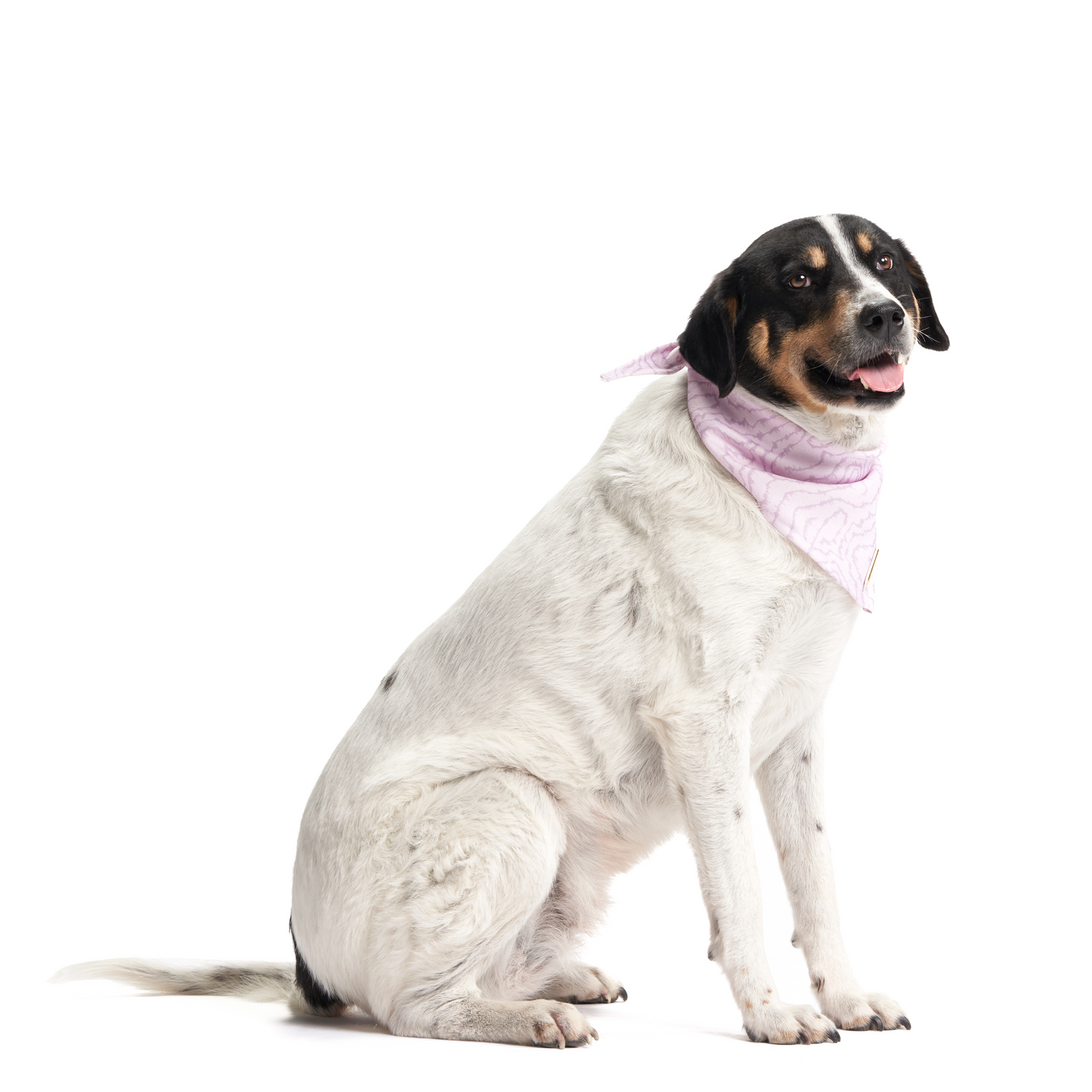 Electric Lilac | Dog Bandana