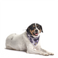 Purple Haze | Dog Bandana