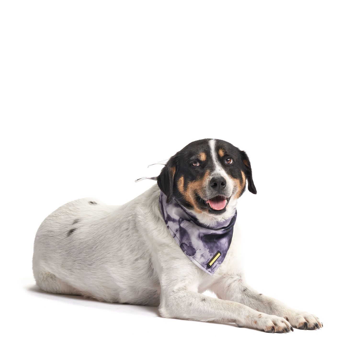 Purple Haze | Dog Bandana