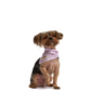 Electric Lilac | Dog Bandana