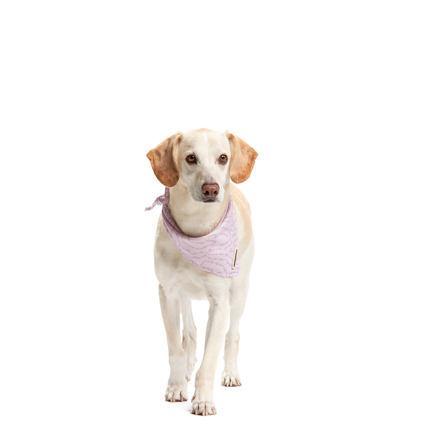 Electric Lilac | Dog Bandana