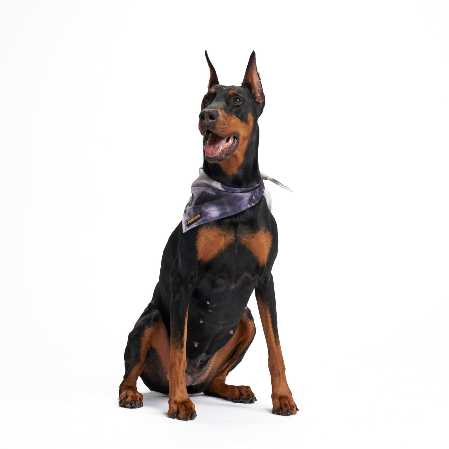 Purple Haze | Dog Bandana